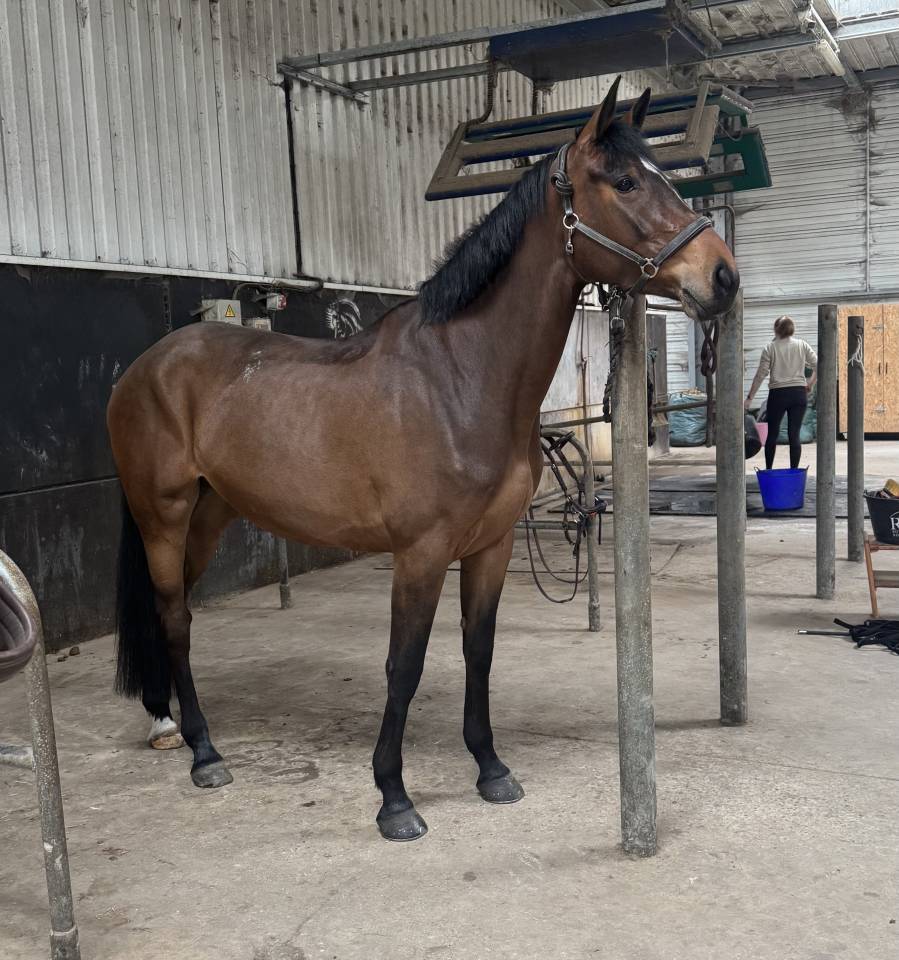 Yegua Caballo de Deporte Irland&eacute;s En venta 2022 Bayo moreno por DIAMANT DE SEMILLY