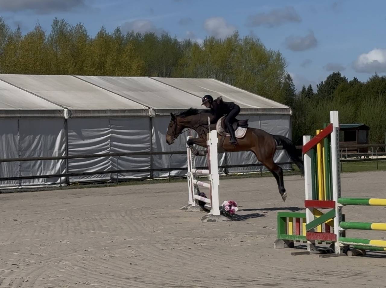 Yegua Caballo de Deporte Irland&eacute;s En venta 2022 Bayo moreno por DIAMANT DE SEMILLY
