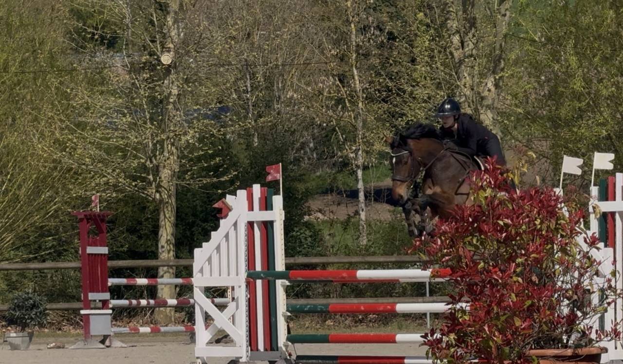 Yegua Caballo de Deporte Irland&eacute;s En venta 2022 Bayo moreno por DIAMANT DE SEMILLY