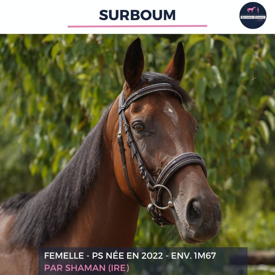 Caballo castrado Pura Sangre En venta 2022 Bayo