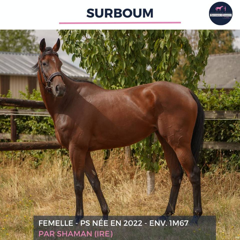 Caballo castrado Pura Sangre En venta 2022 Bayo
