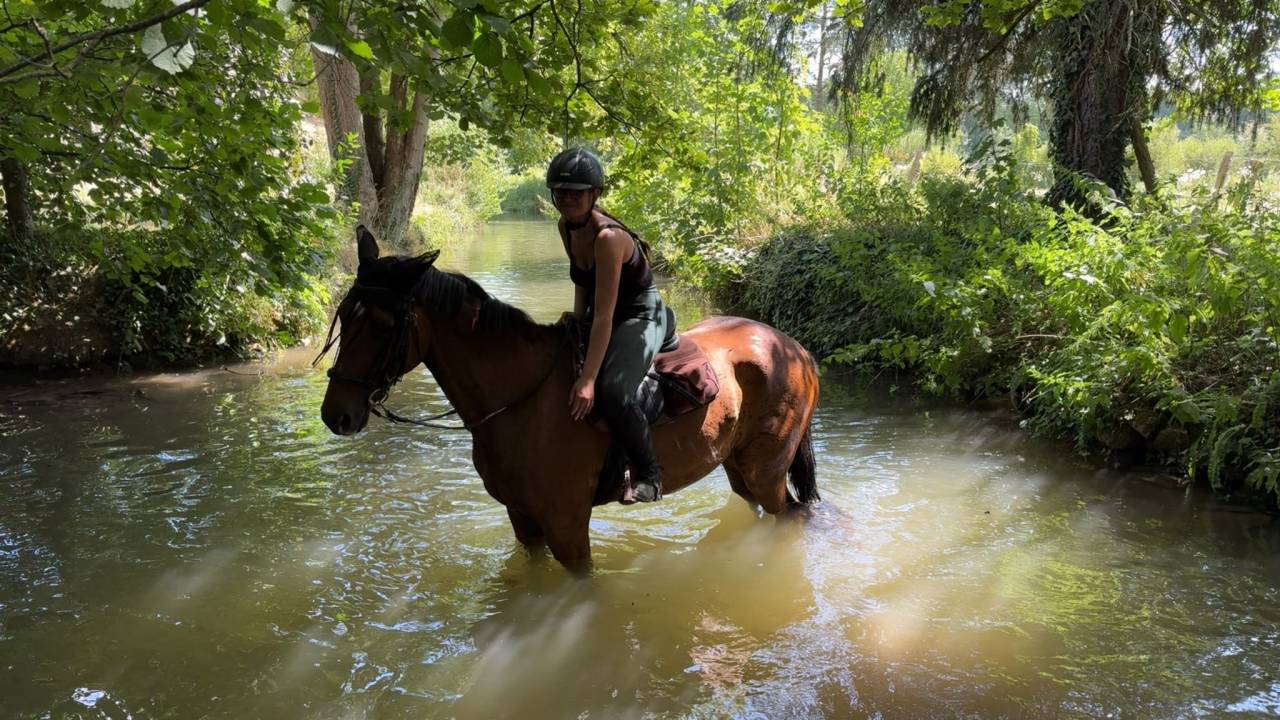 Caballo castrado Trot&oacute;n Franc&eacute;s En venta 2020 Bayo