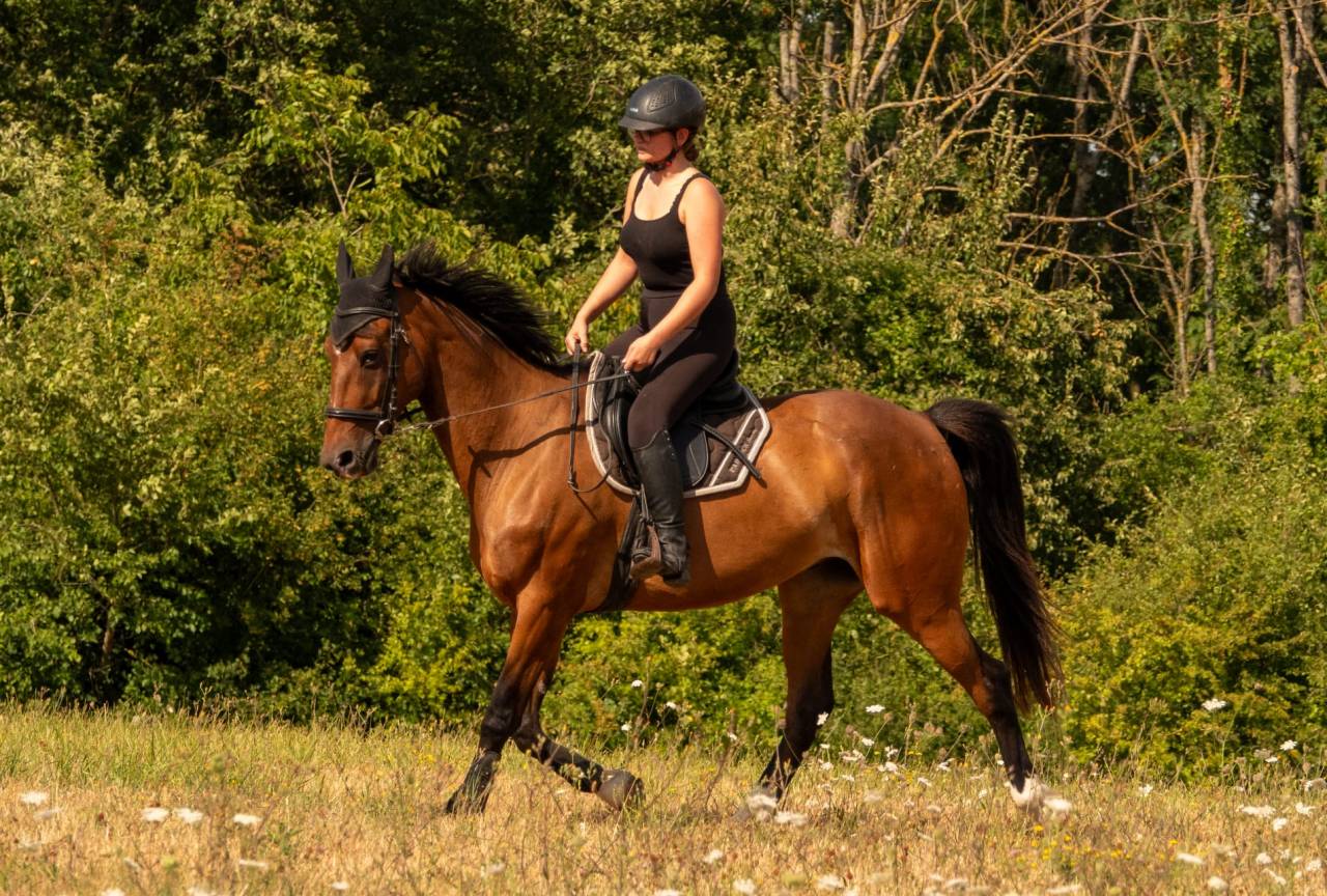 Caballo castrado Trot&oacute;n Franc&eacute;s En venta 2020 Bayo