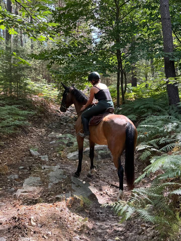 Caballo castrado Trot&oacute;n Franc&eacute;s En venta 2020 Bayo