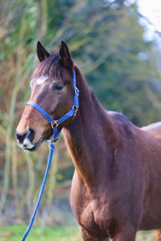 Caballo castrado Trot&oacute;n Franc&eacute;s En venta 2020 Bayo