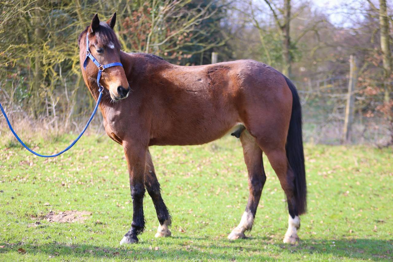 Caballo castrado Trot&oacute;n Franc&eacute;s En venta 2020 Bayo
