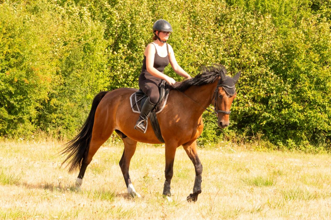Caballo castrado Trot&oacute;n Franc&eacute;s En venta 2020 Bayo