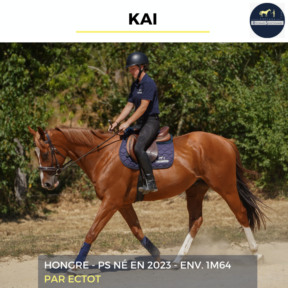 Caballo castrado Pura Sangre En venta 2023 Alaz&aacute;n