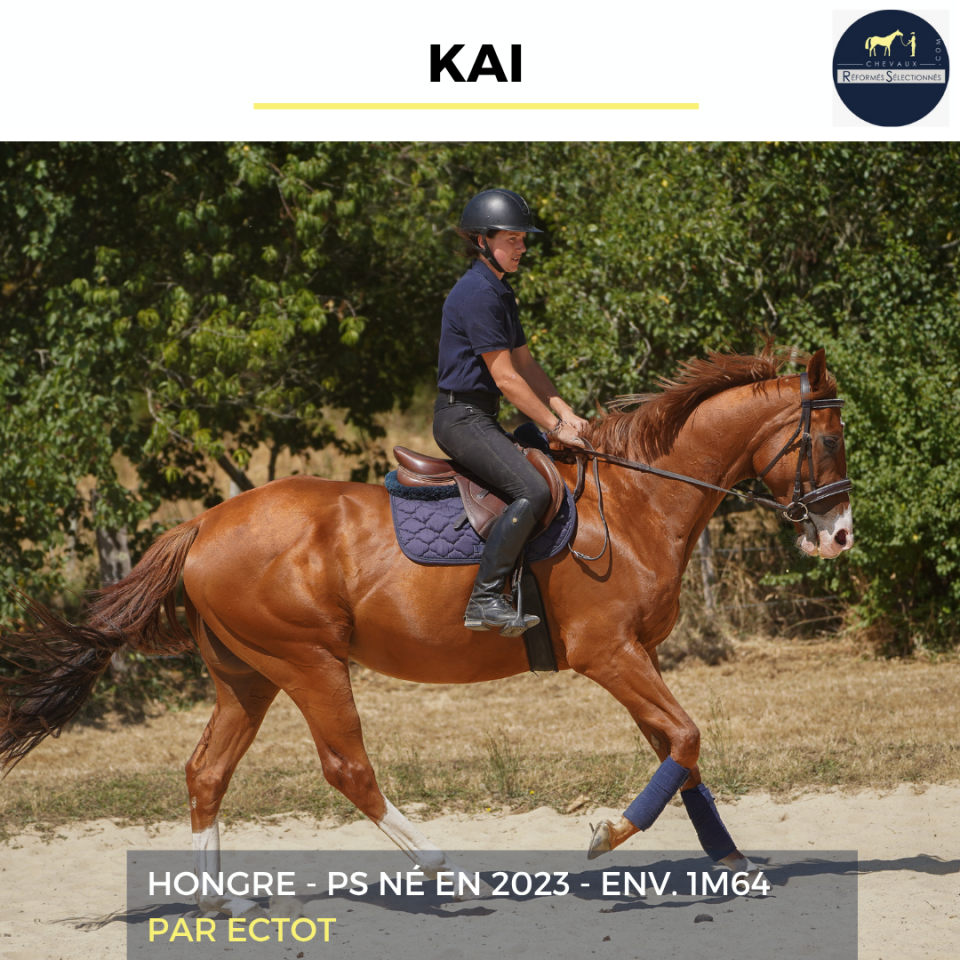 Caballo castrado Pura Sangre En venta 2023 Alaz&aacute;n