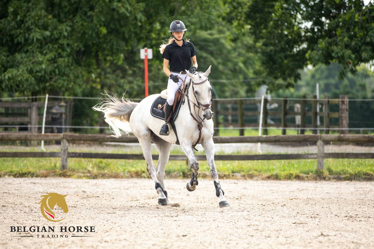 Caballo castrado Oldenburgu&eacute;s En venta 2015 Tordo