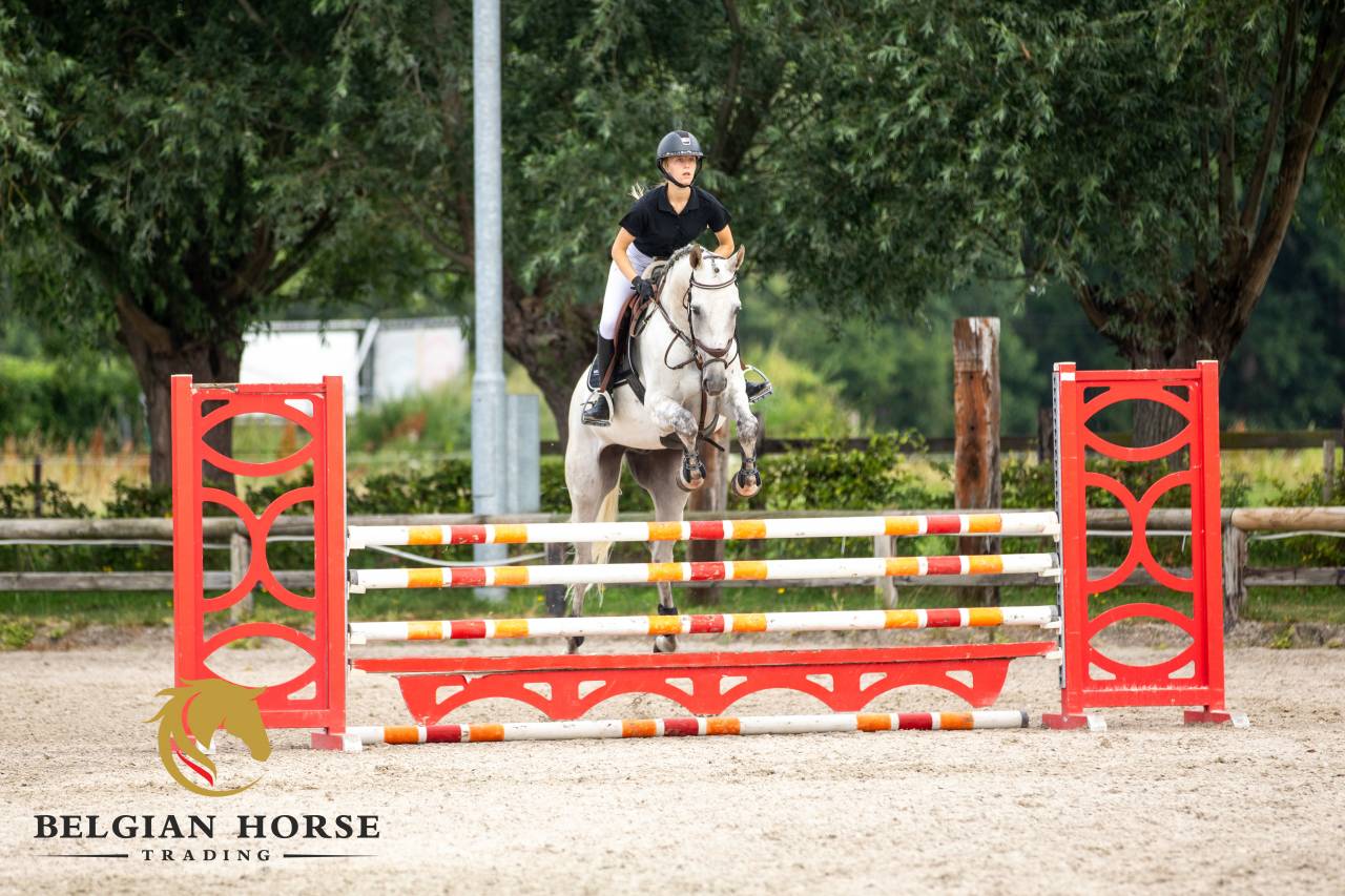 Caballo castrado Oldenburgu&eacute;s En venta 2015 Tordo