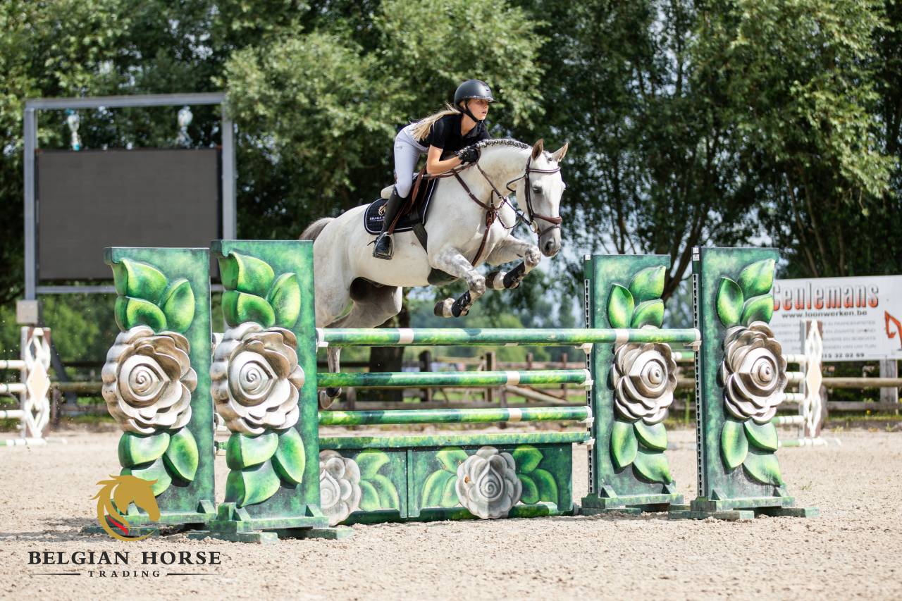 Caballo castrado Oldenburgu&eacute;s En venta 2015 Tordo