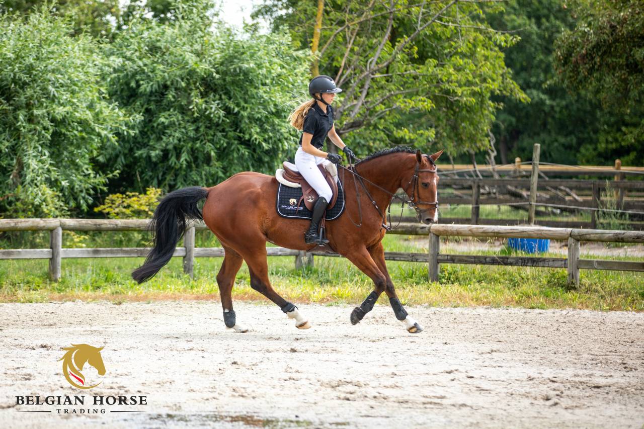Caballo castrado BWP Caballo de Sangre Belga En venta 2016 Bayo