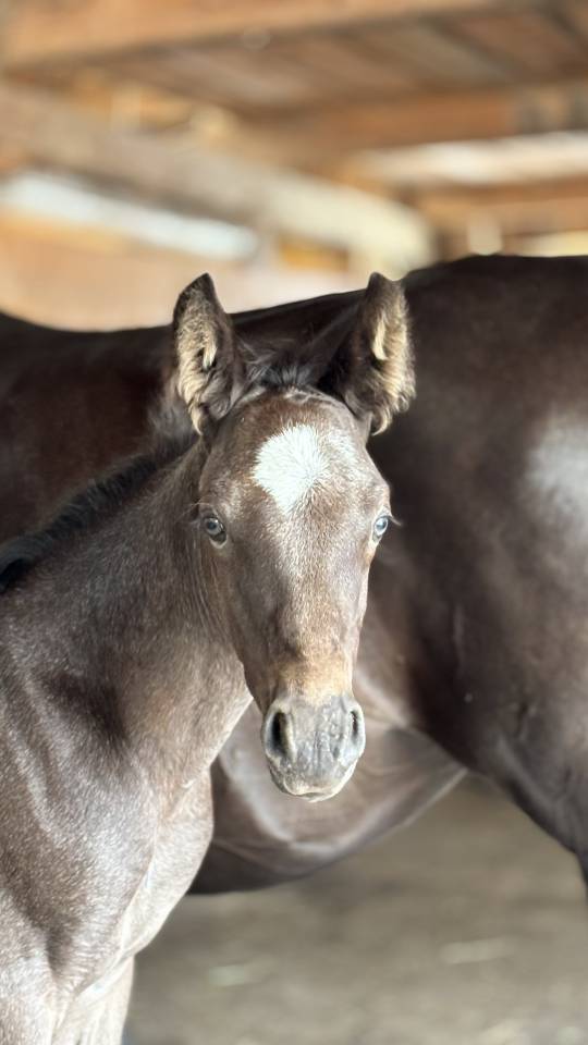 Potro Welsh Part Bred En venta 2026 Otra capa por Hermes de la Meloise