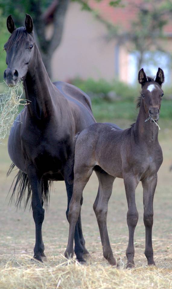 Potro Welsh Part Bred En venta 2026 Otra capa por Hermes de la Meloise