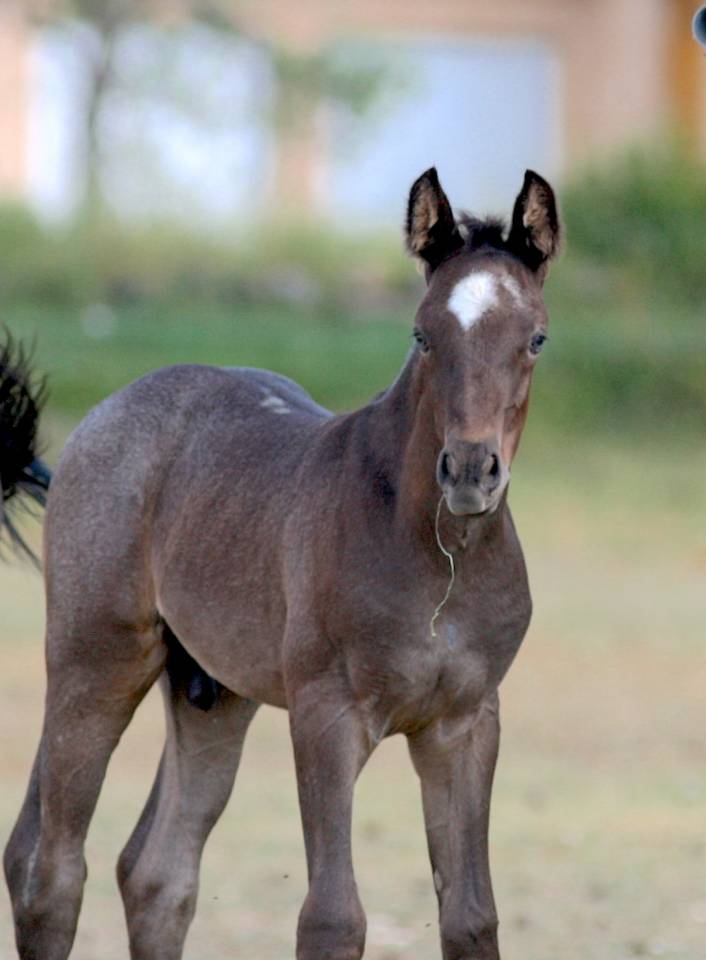Potro Welsh Part Bred En venta 2026 Otra capa por Hermes de la Meloise