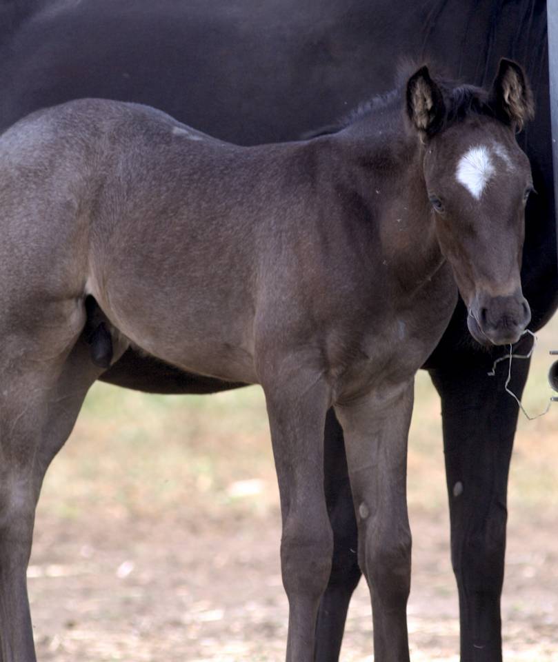 Potro Welsh Part Bred En venta 2026 Otra capa por Hermes de la Meloise