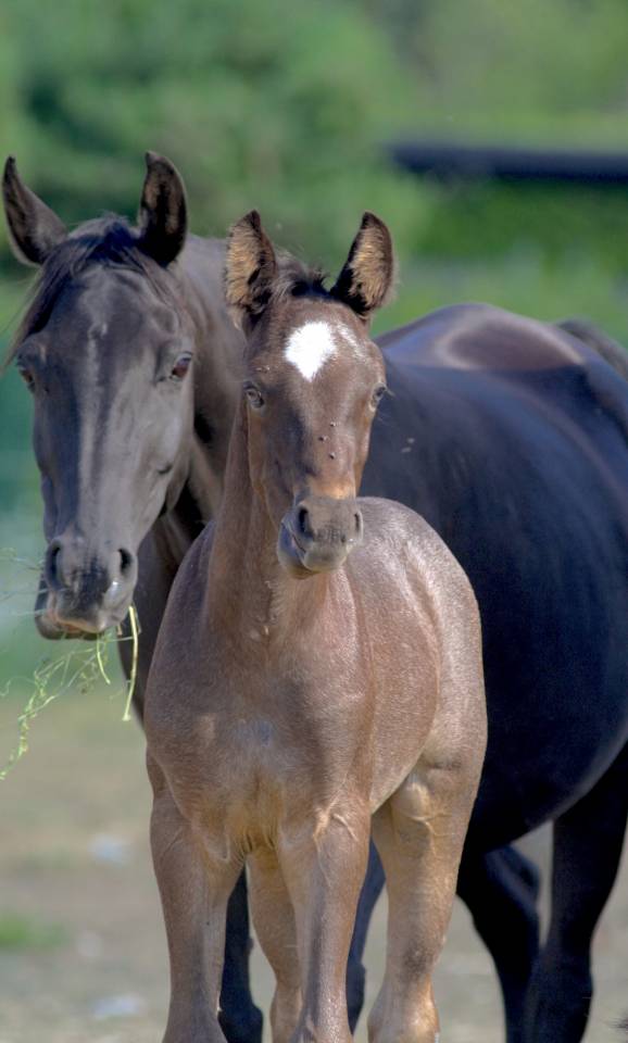 Potro Welsh Part Bred En venta 2026 Otra capa por Hermes de la Meloise