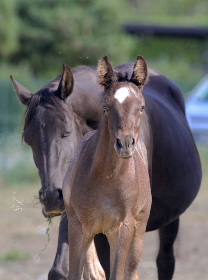 Potro Welsh Part Bred En venta 2026 Otra capa por Hermes de la Meloise