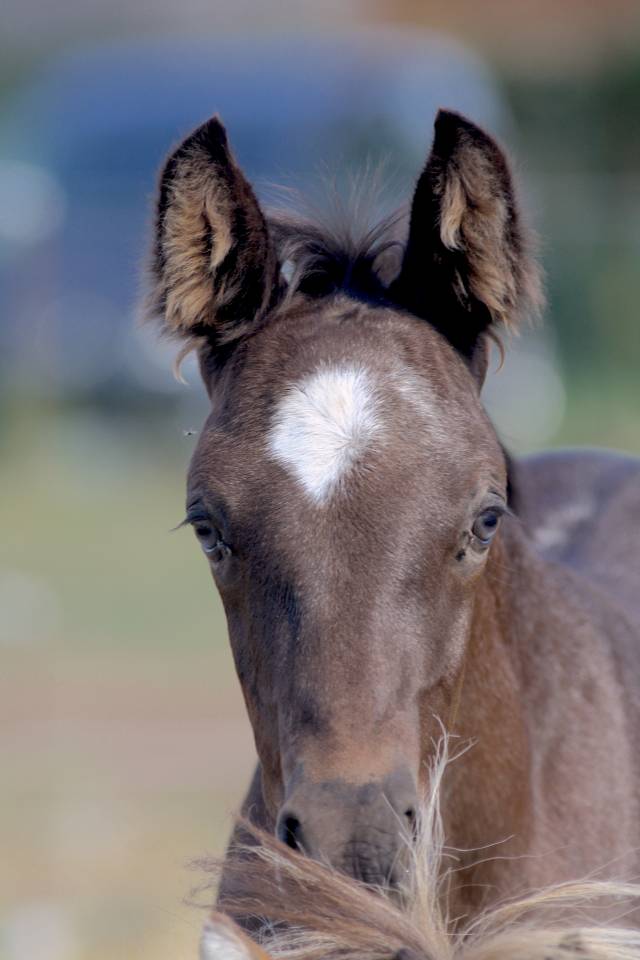 Potro Welsh Part Bred En venta 2026 Otra capa por Hermes de la Meloise