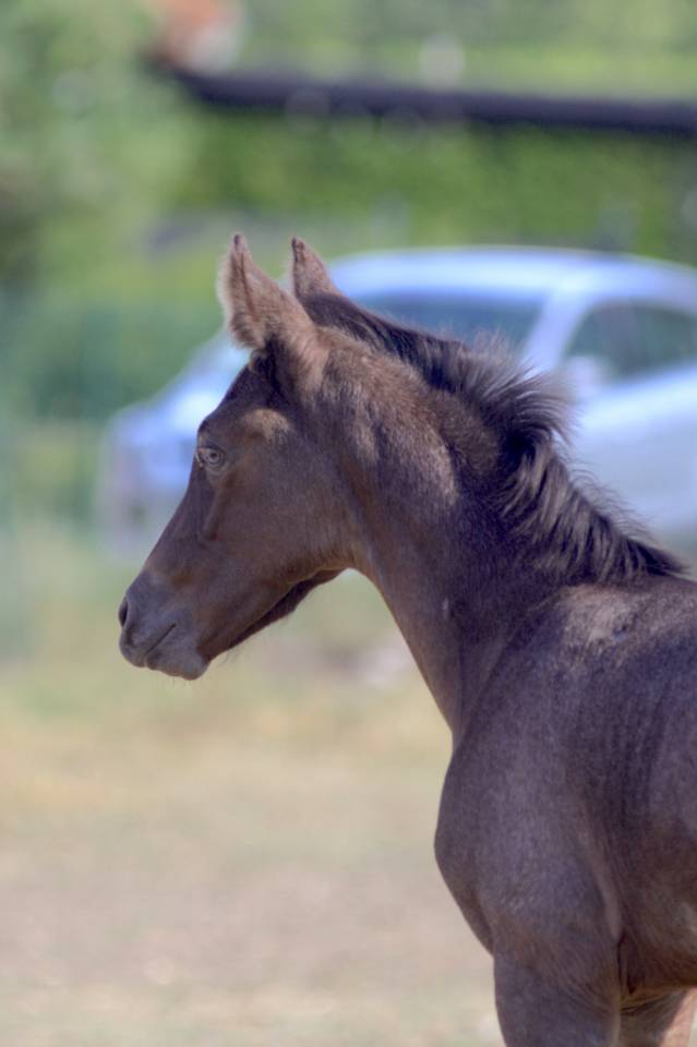 Potro Welsh Part Bred En venta 2026 Otra capa por Hermes de la Meloise