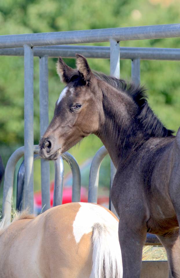 Potro Welsh Part Bred En venta 2026 Otra capa por Hermes de la Meloise