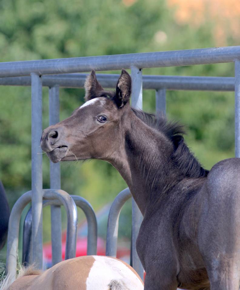 Potro Welsh Part Bred En venta 2026 Otra capa por Hermes de la Meloise