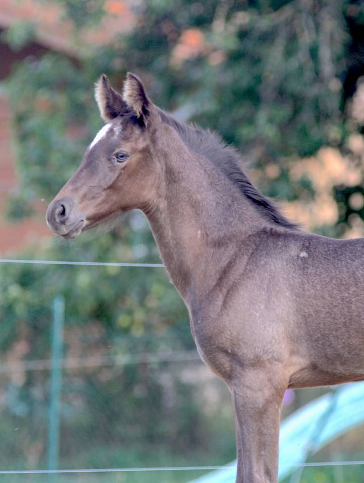 Potro Welsh Part Bred En venta 2026 Otra capa por Hermes de la Meloise
