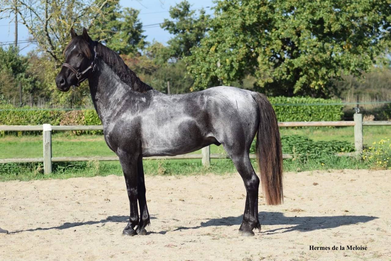 Potro Welsh Part Bred En venta 2026 Otra capa por Hermes de la Meloise