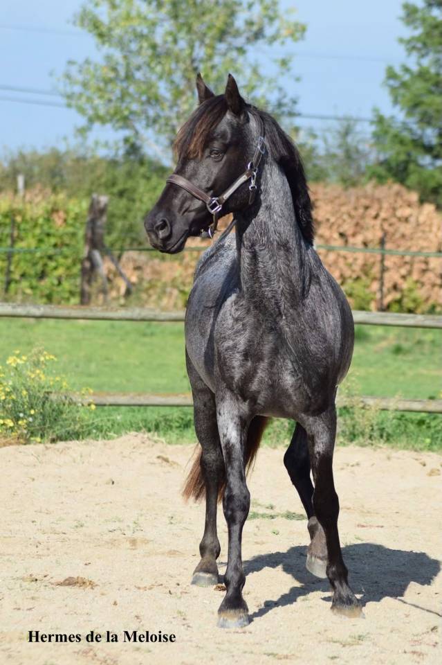 Potro Welsh Part Bred En venta 2026 Otra capa por Hermes de la Meloise