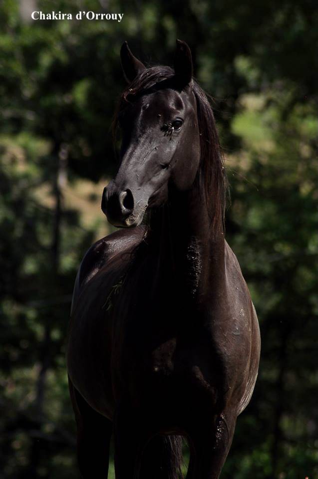 Potro Welsh Part Bred En venta 2026 Otra capa por Hermes de la Meloise