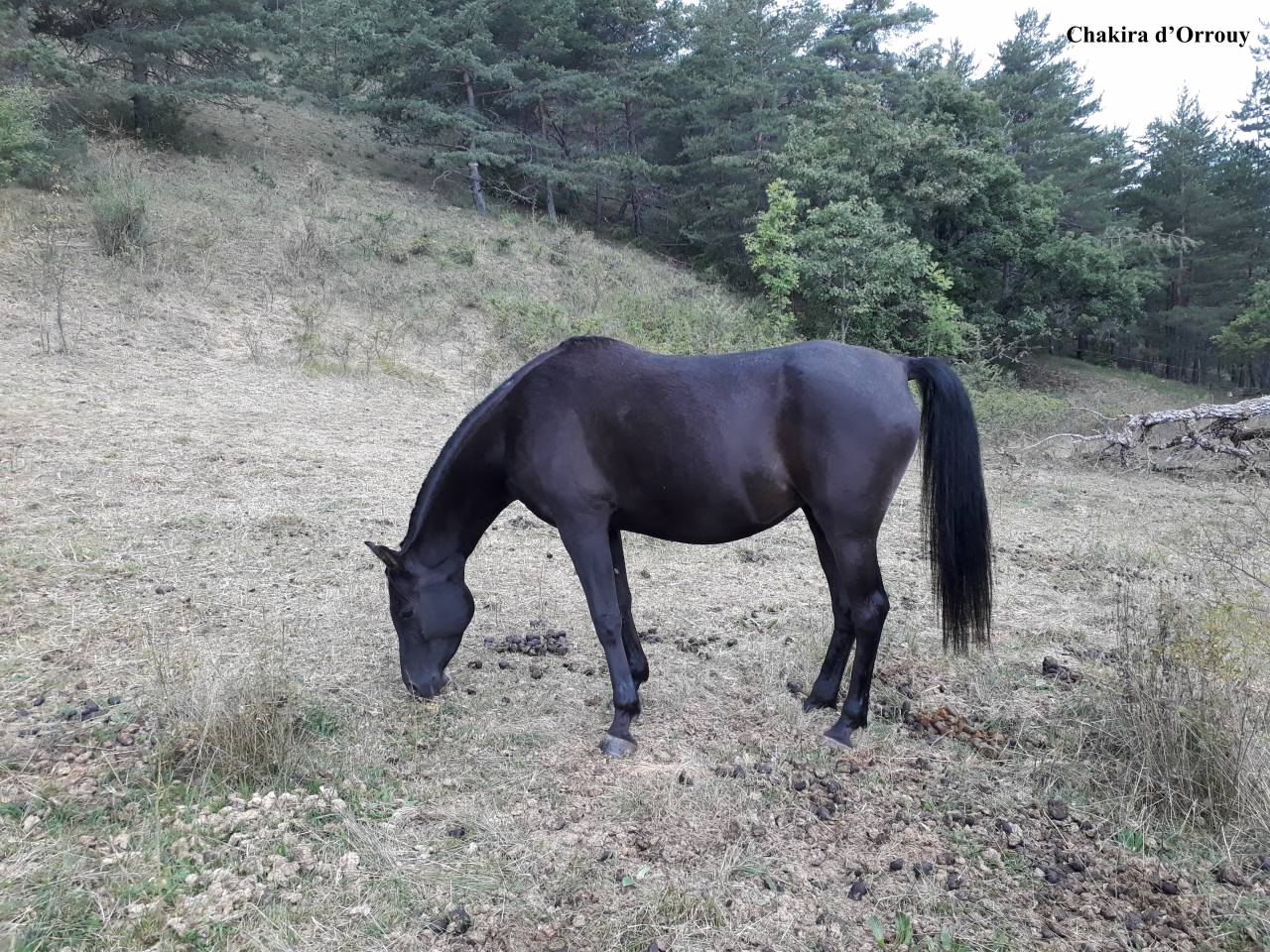 Potro Welsh Part Bred En venta 2026 Otra capa por Hermes de la Meloise
