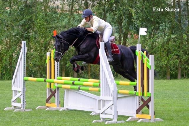 Potro Welsh Part Bred En venta 2026 Otra capa por Hermes de la Meloise