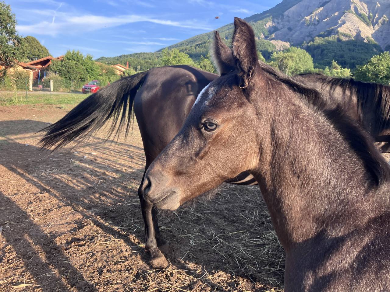 Potro Welsh Part Bred En venta 2026 Otra capa por Hermes de la Meloise
