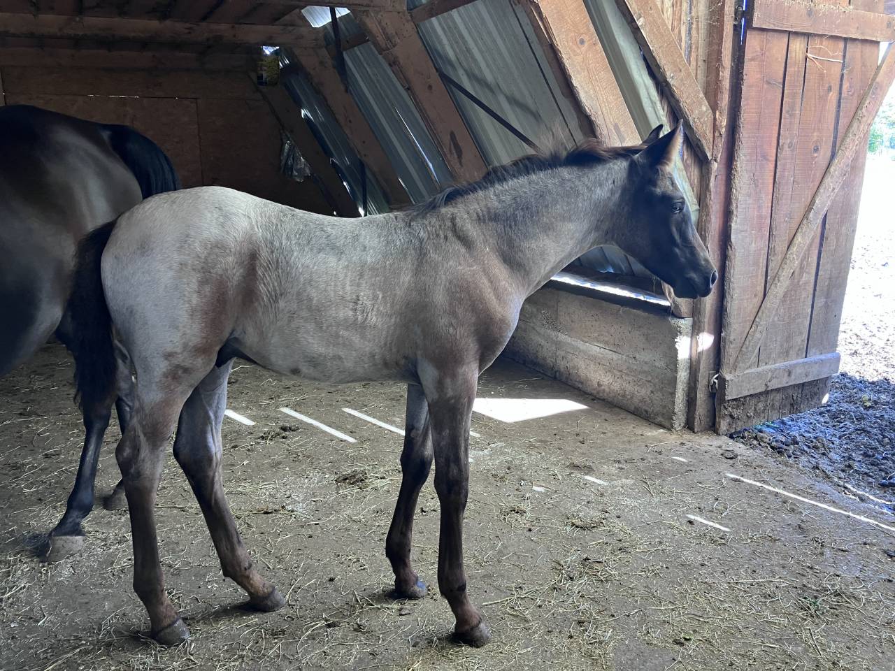 Potro Welsh Part Bred En venta 2026 Otra capa por Hermes de la Meloise