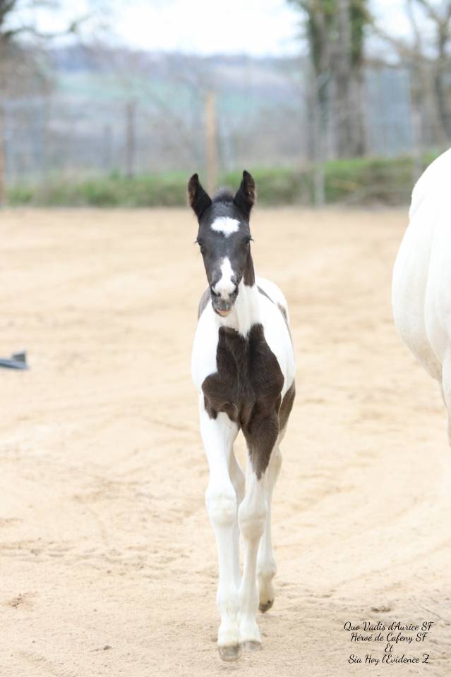 Caballo entero Silla Franc&eacute;s En venta 2026 Tobiano por HEROE DE CAFENY