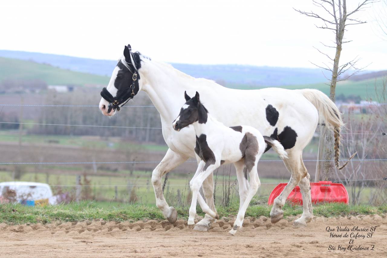 Caballo entero Silla Franc&eacute;s En venta 2026 Tobiano por HEROE DE CAFENY