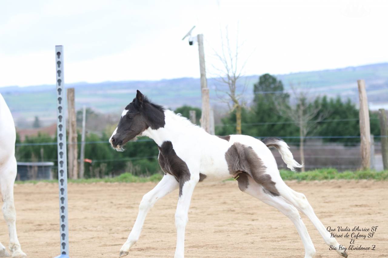 Caballo entero Silla Franc&eacute;s En venta 2026 Tobiano por HEROE DE CAFENY