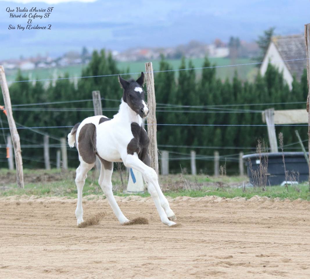 Caballo entero Silla Franc&eacute;s En venta 2026 Tobiano por HEROE DE CAFENY