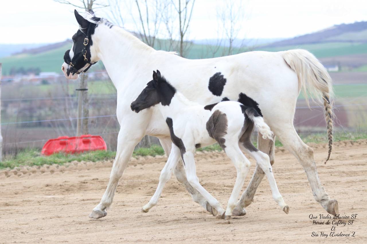 Caballo entero Silla Franc&eacute;s En venta 2026 Tobiano por HEROE DE CAFENY