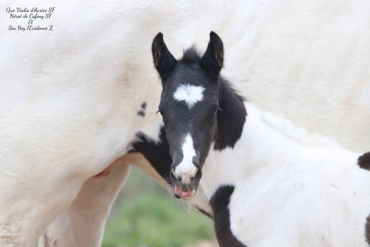 Caballo entero Silla Franc&eacute;s En venta 2026 Tobiano por HEROE DE CAFENY