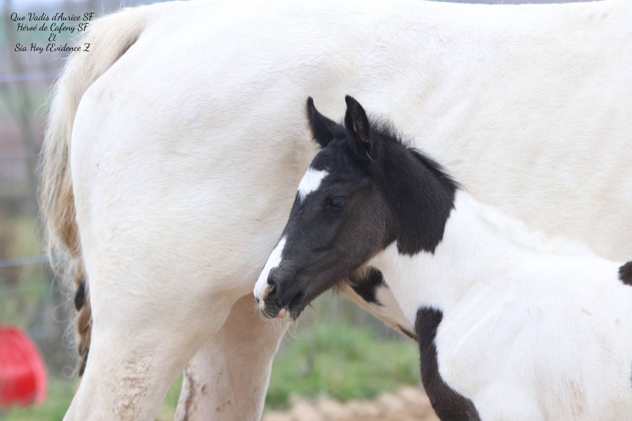 Caballo entero Silla Franc&eacute;s En venta 2026 Tobiano por HEROE DE CAFENY