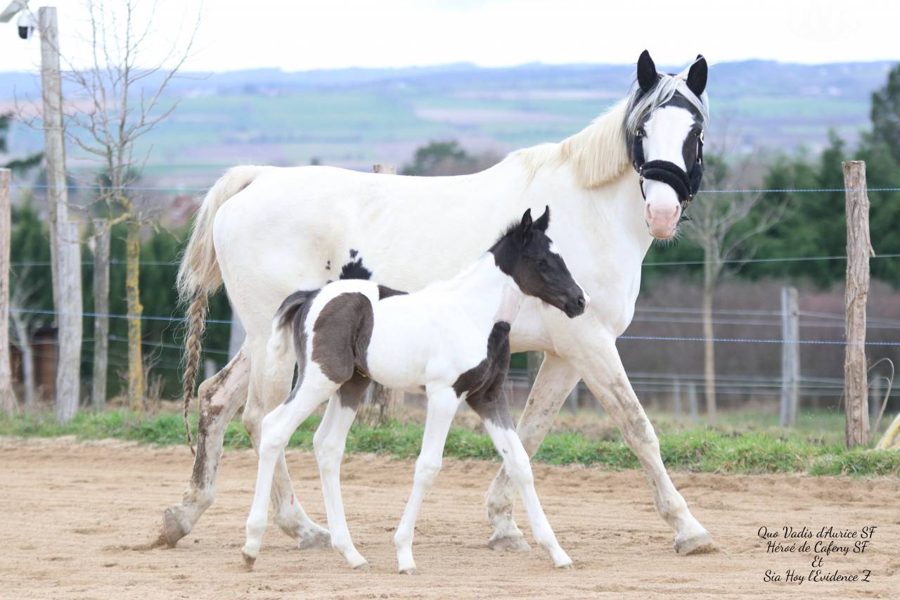 Caballo entero Silla Franc&eacute;s En venta 2026 Tobiano por HEROE DE CAFENY