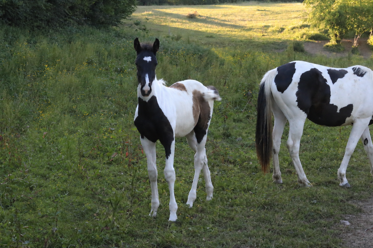 Caballo entero Silla Franc&eacute;s En venta 2026 Tobiano por HEROE DE CAFENY