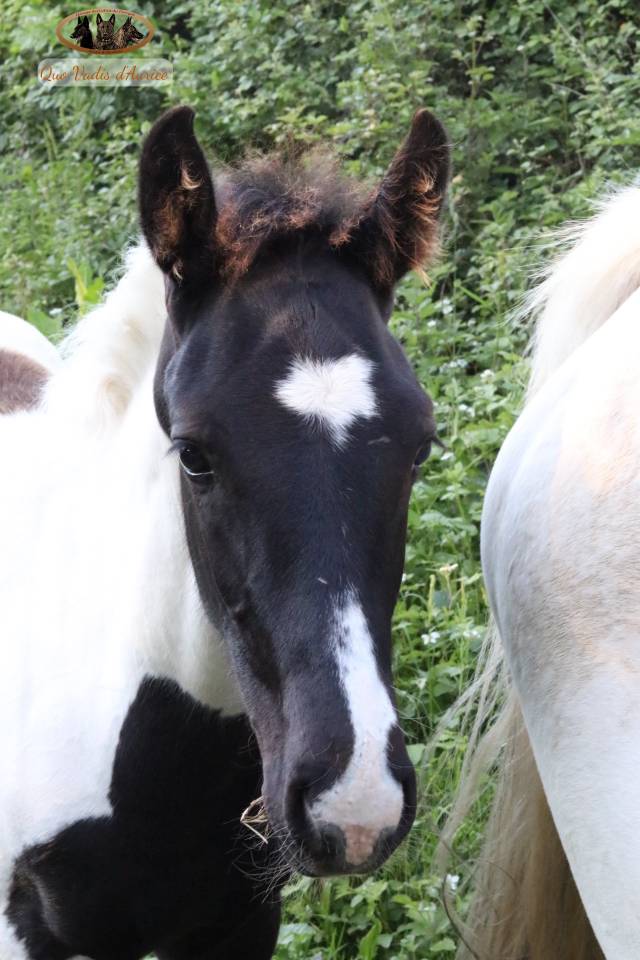 Caballo entero Silla Franc&eacute;s En venta 2026 Tobiano por HEROE DE CAFENY