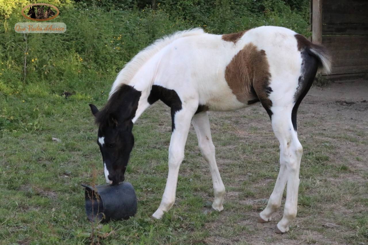 Caballo entero Silla Franc&eacute;s En venta 2026 Tobiano por HEROE DE CAFENY