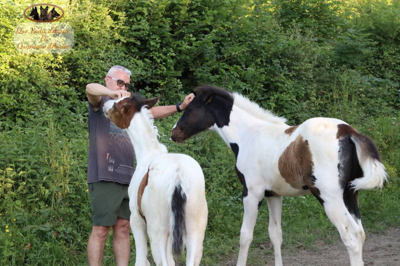 Caballo entero Silla Franc&eacute;s En venta 2026 Tobiano por HEROE DE CAFENY