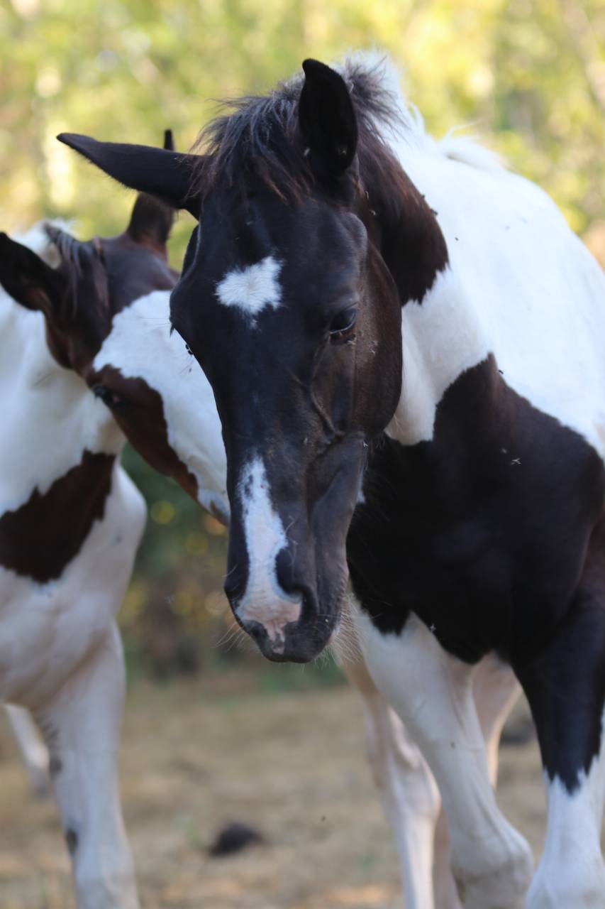 Caballo entero Silla Franc&eacute;s En venta 2026 Tobiano por HEROE DE CAFENY
