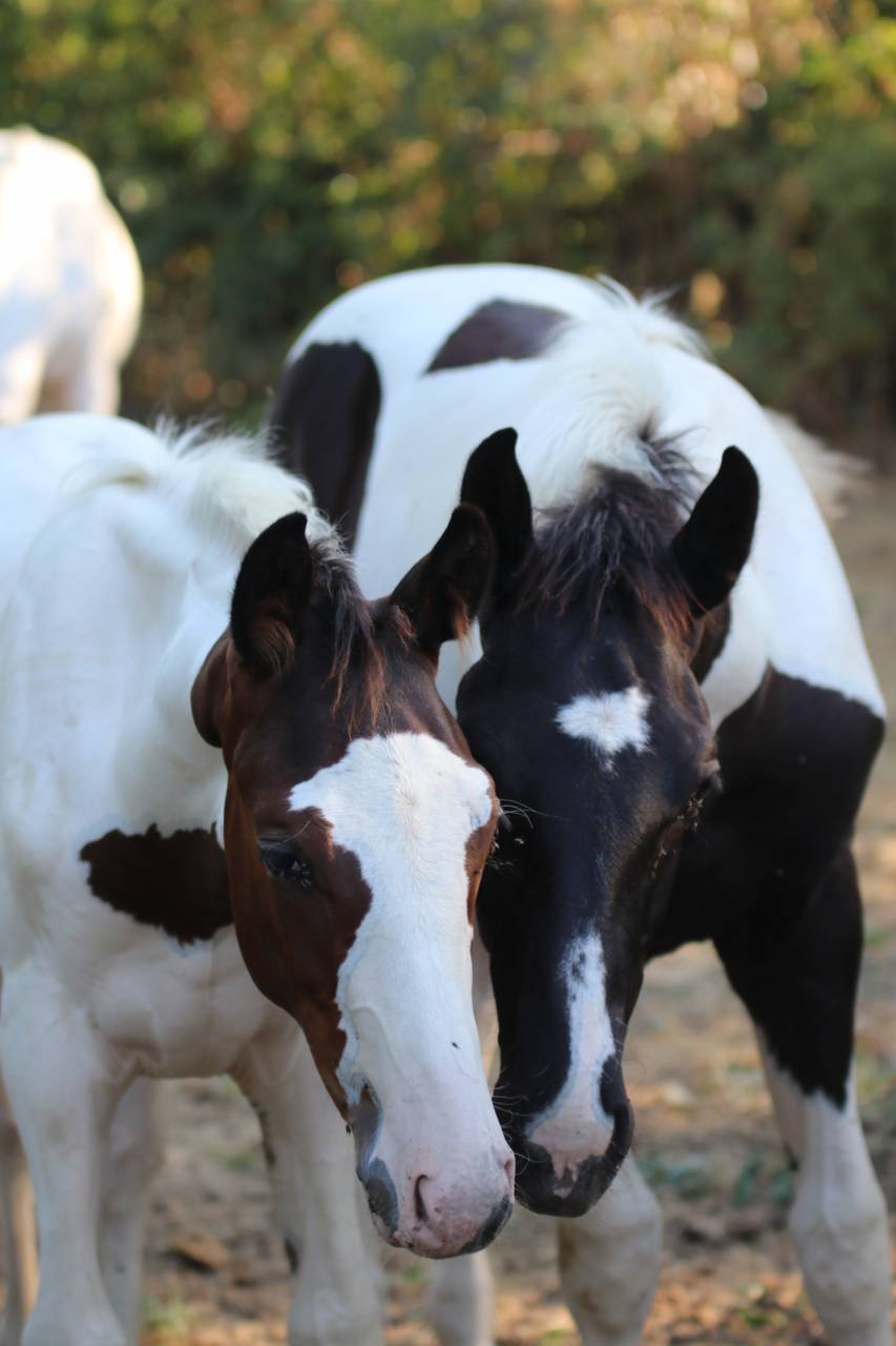 Caballo entero Silla Franc&eacute;s En venta 2026 Tobiano por HEROE DE CAFENY