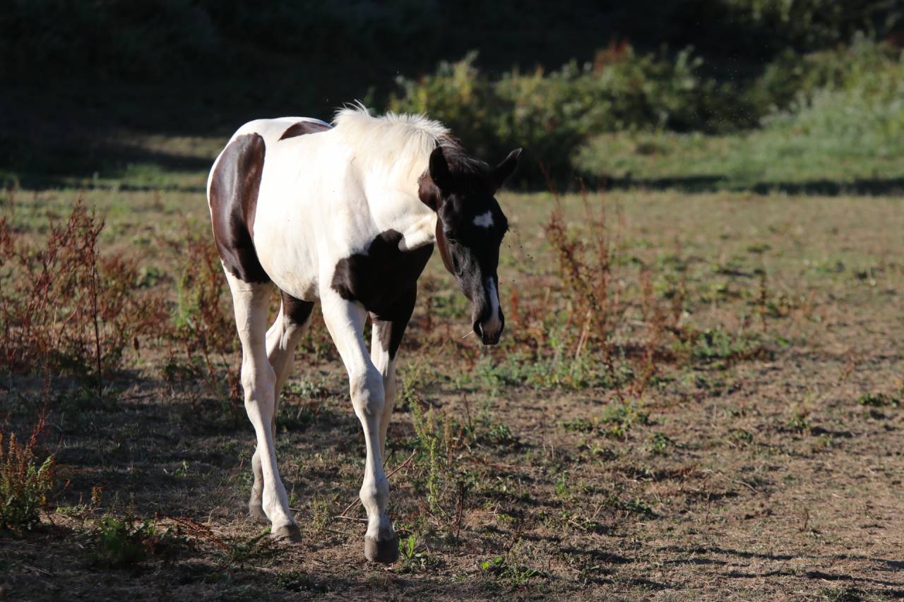 Caballo entero Silla Franc&eacute;s En venta 2026 Tobiano por HEROE DE CAFENY